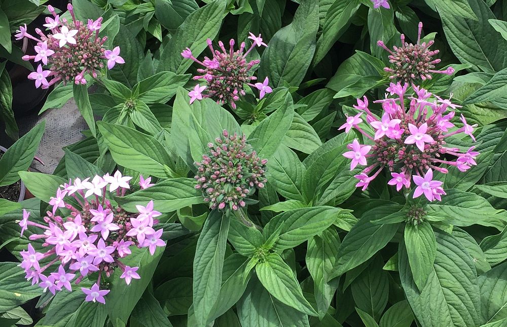 pentas-lanceolata-northern-lights-lavender-egyptian-star-cluster