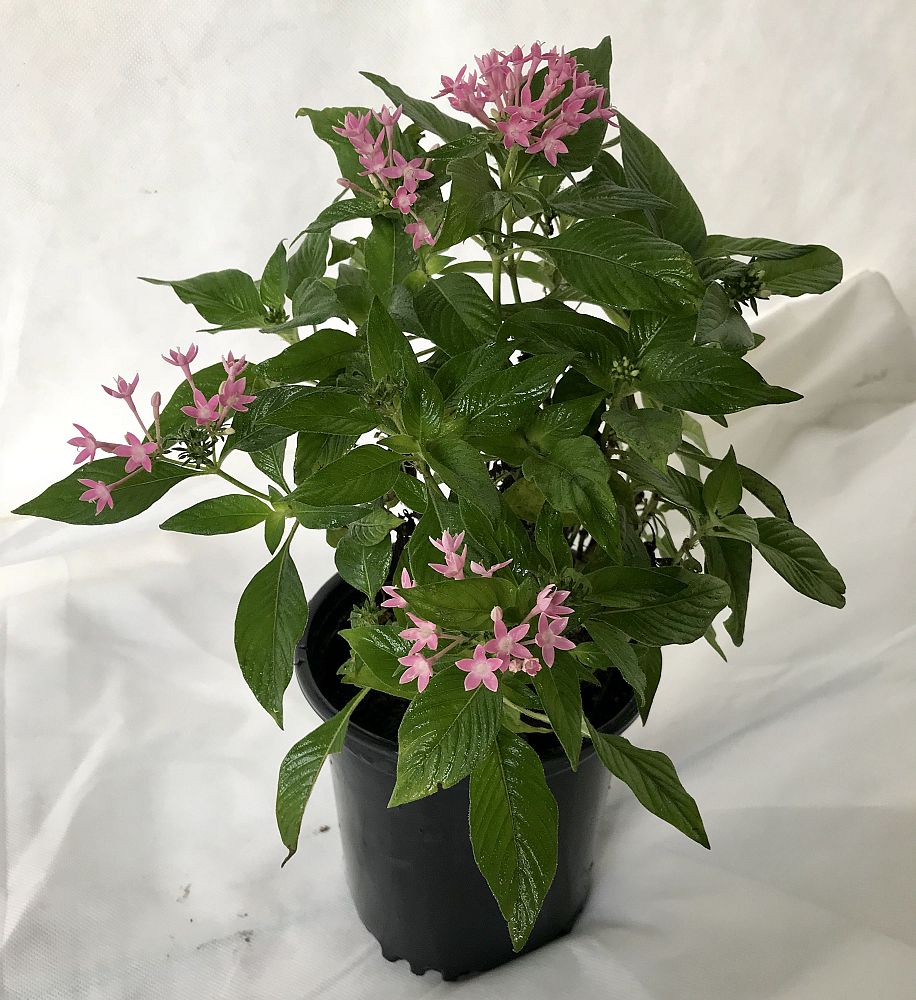 pentas-lanceolata-pink-profusion-dwarf-egyptian-star-cluster