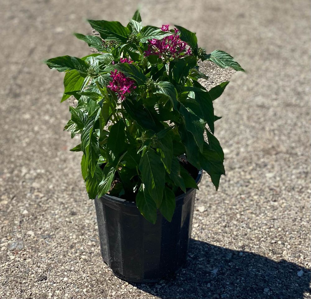 pentas-lanceolata-purple-egyptian-star-cluster