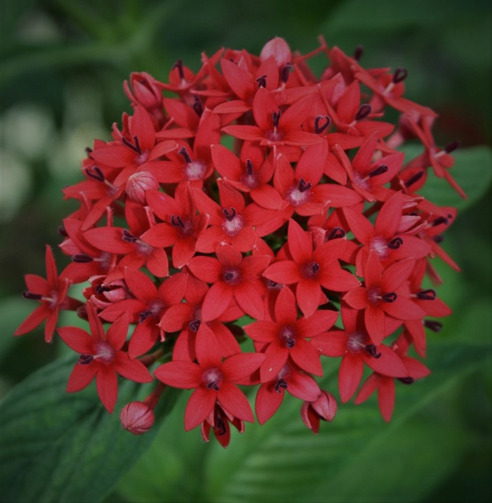 pentas-lanceolata-ruby-red-egyptian-star-cluster