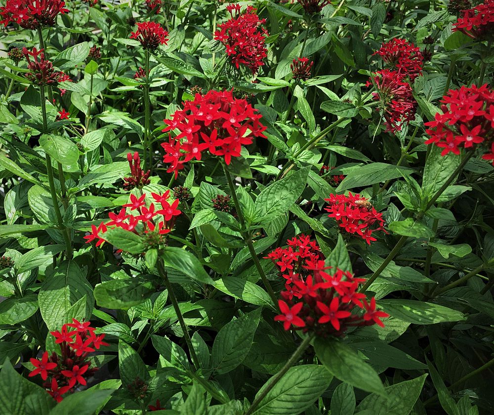 pentas-lanceolata-ruby-red-egyptian-star-cluster