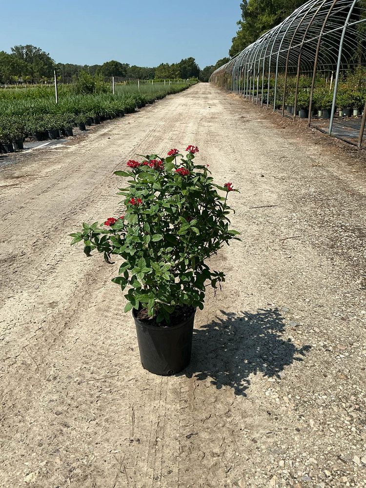 pentas-lanceolata-ruby-red-egyptian-star-cluster