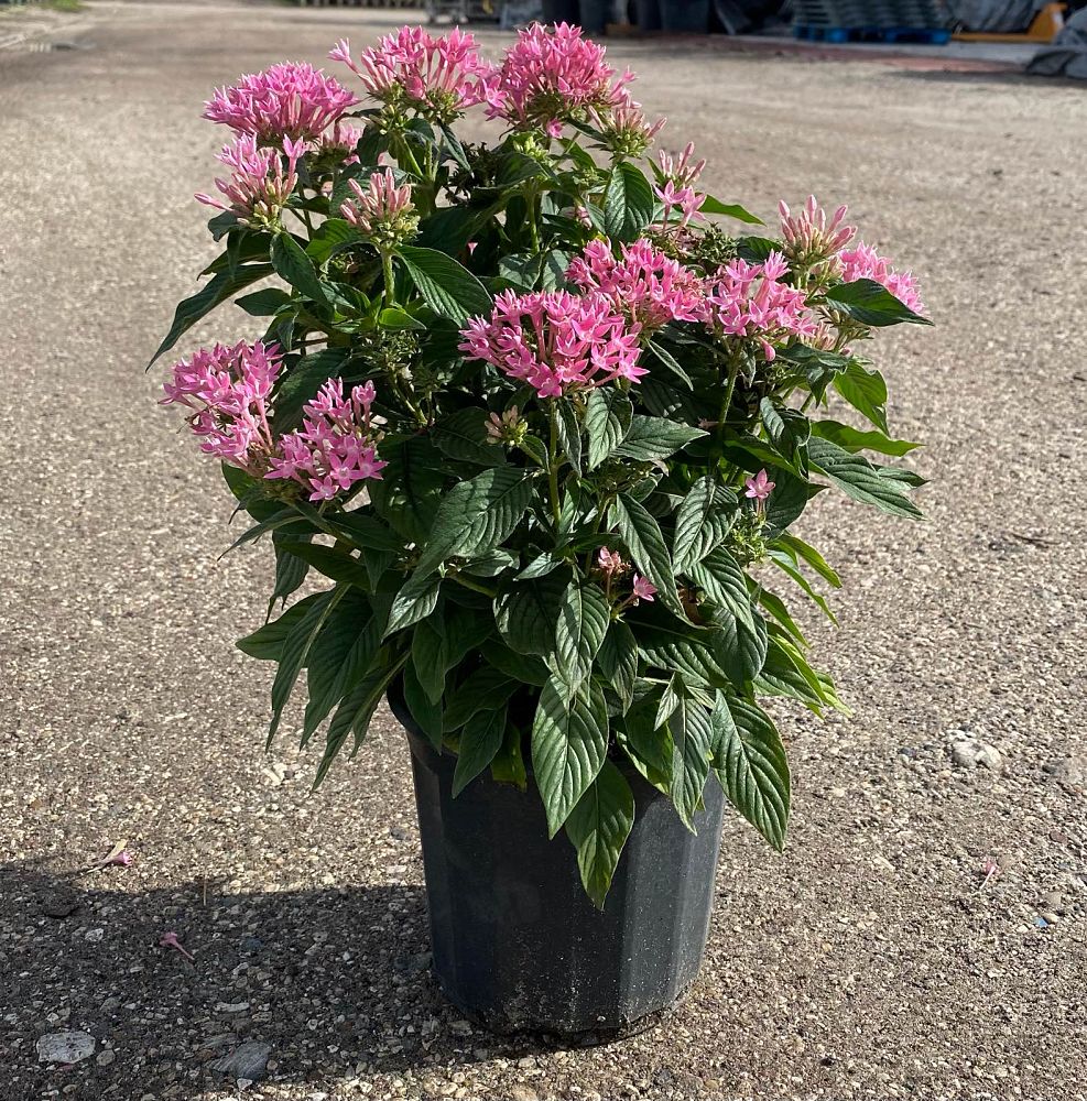 pentas-lanceolata-starburst-pink-egyptian-star-cluster