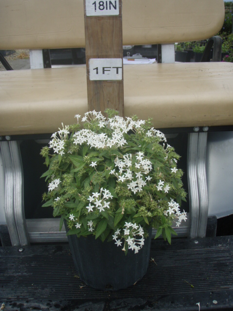 pentas-lanceolata-stars-stripes-trade-pentas