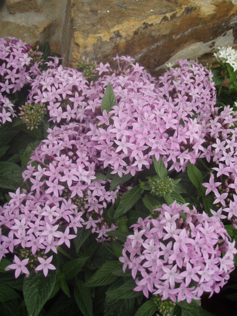 pentas-lanceolata-stars-stripes-trade-pentas