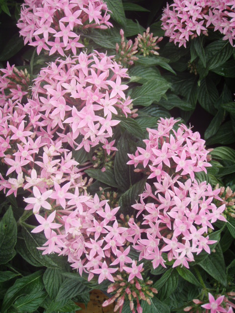 pentas-lanceolata-stars-stripes-trade-pentas