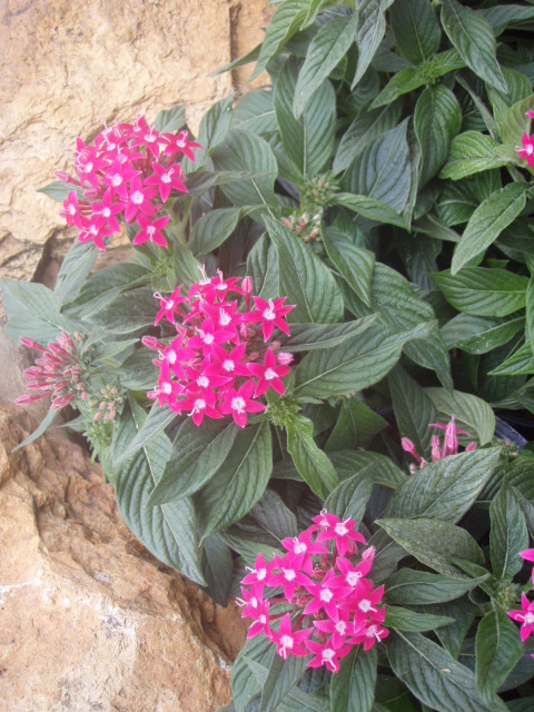 pentas-lanceolata-stars-stripes-trade-pentas