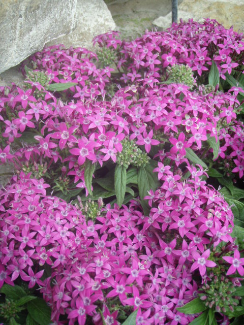 pentas-lanceolata-stars-stripes-trade-pentas