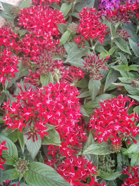 pentas-lanceolata-stars-stripes-trade-pentas