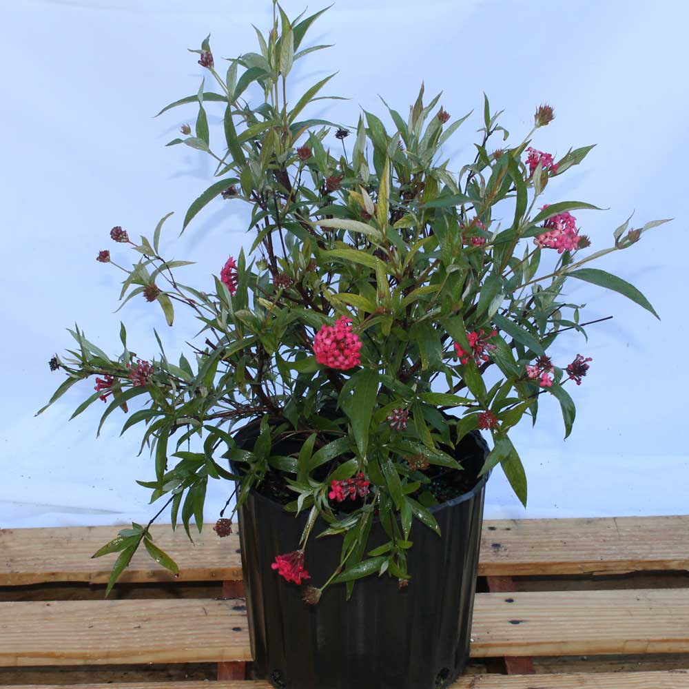 pentas-lanceolata-stars-stripes-trade-pentas