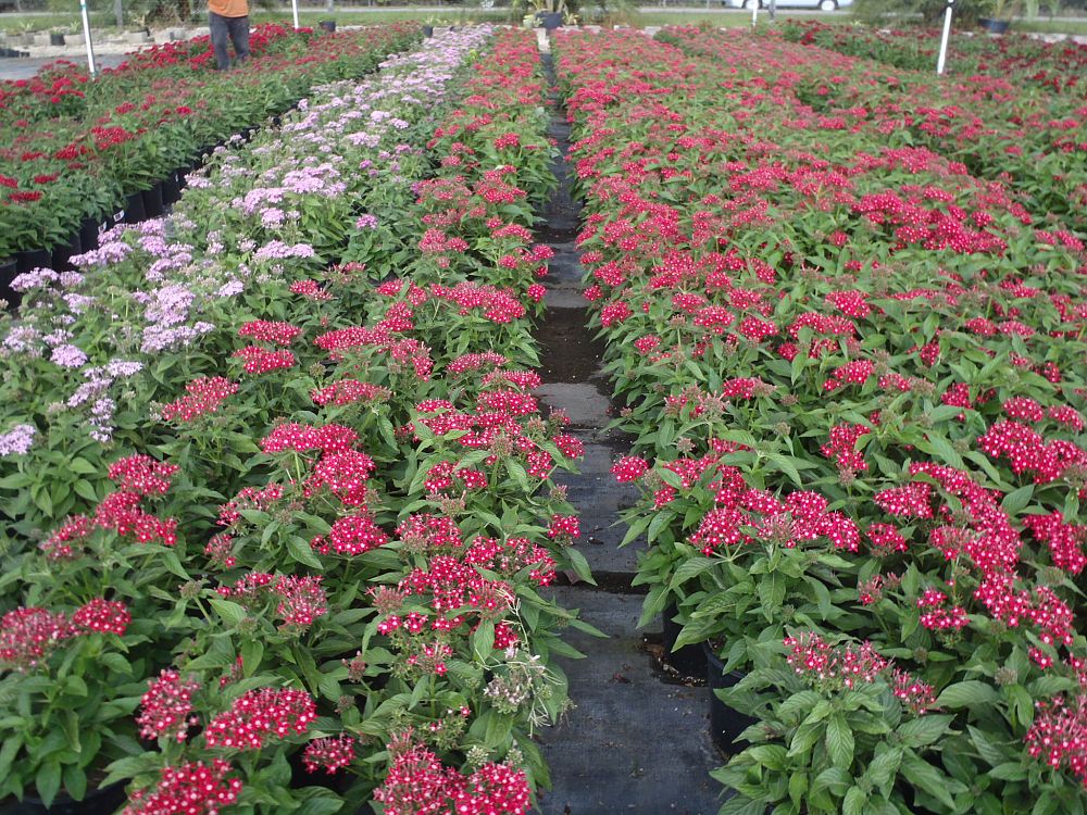 pentas-lanceolata-stars-stripes-trade-pentas