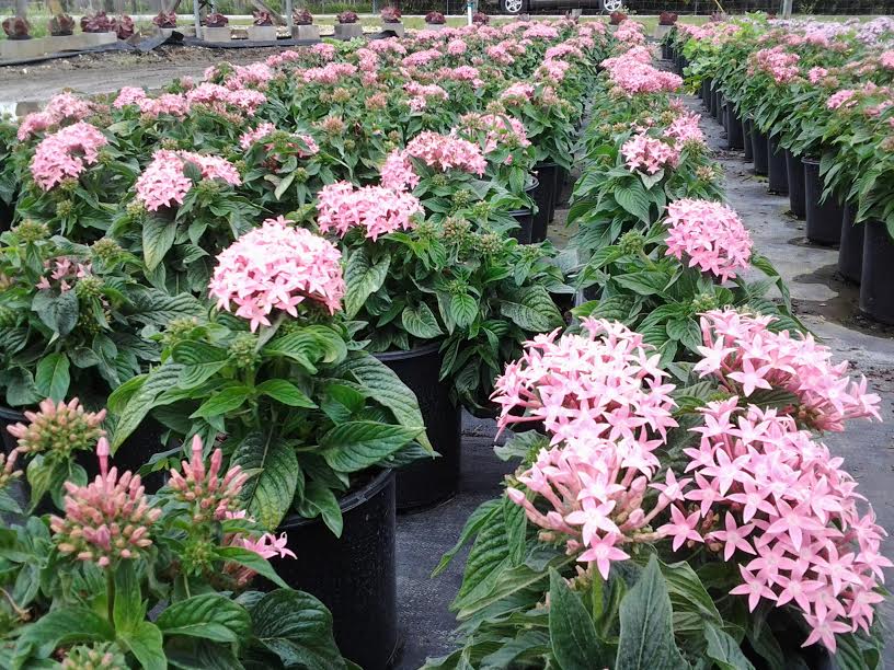 pentas-lanceolata-stars-stripes-trade-pentas