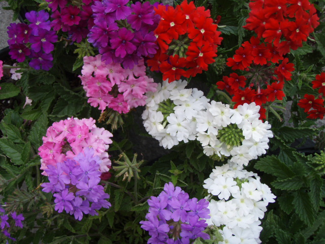pentas-lanceolata-stars-stripes-trade-pentas
