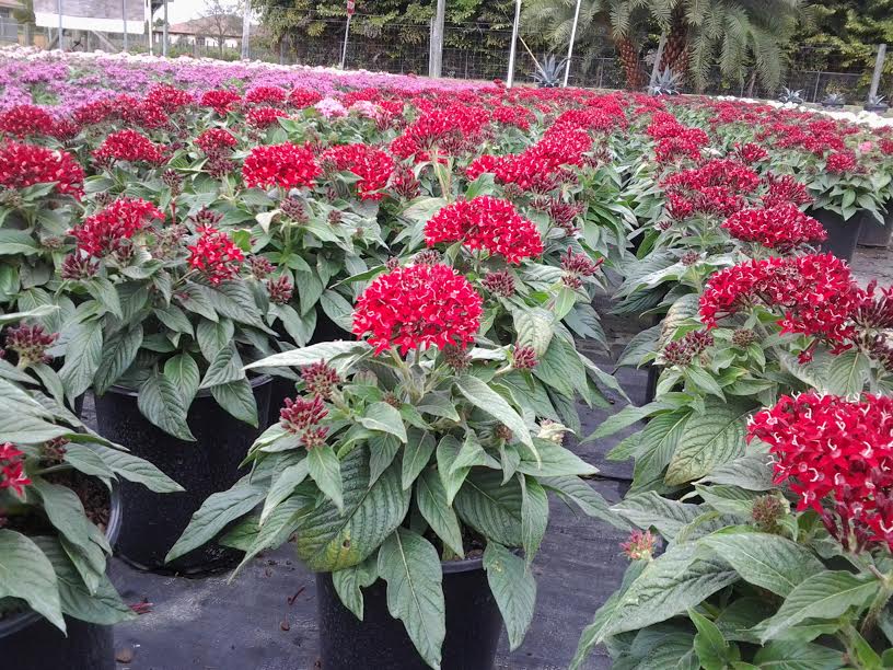 pentas-lanceolata-stars-stripes-trade-pentas