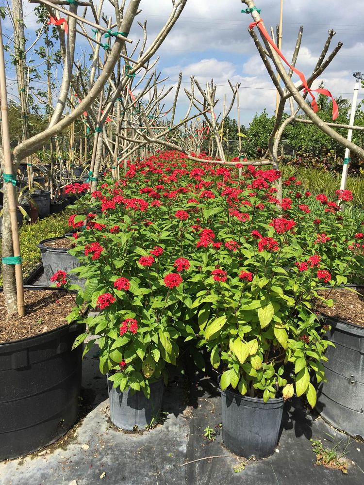 pentas-lanceolata-stars-stripes-trade-pentas