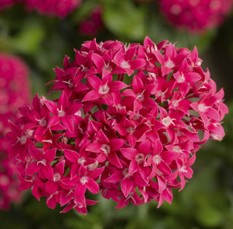 pentas-lanceolata-stars-stripes-trade-pentas