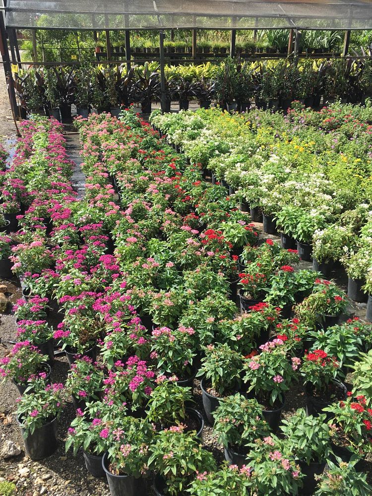 pentas