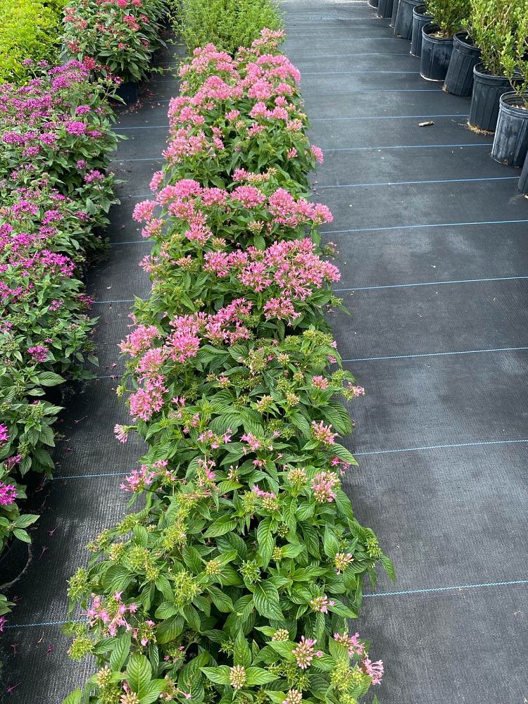 pentas