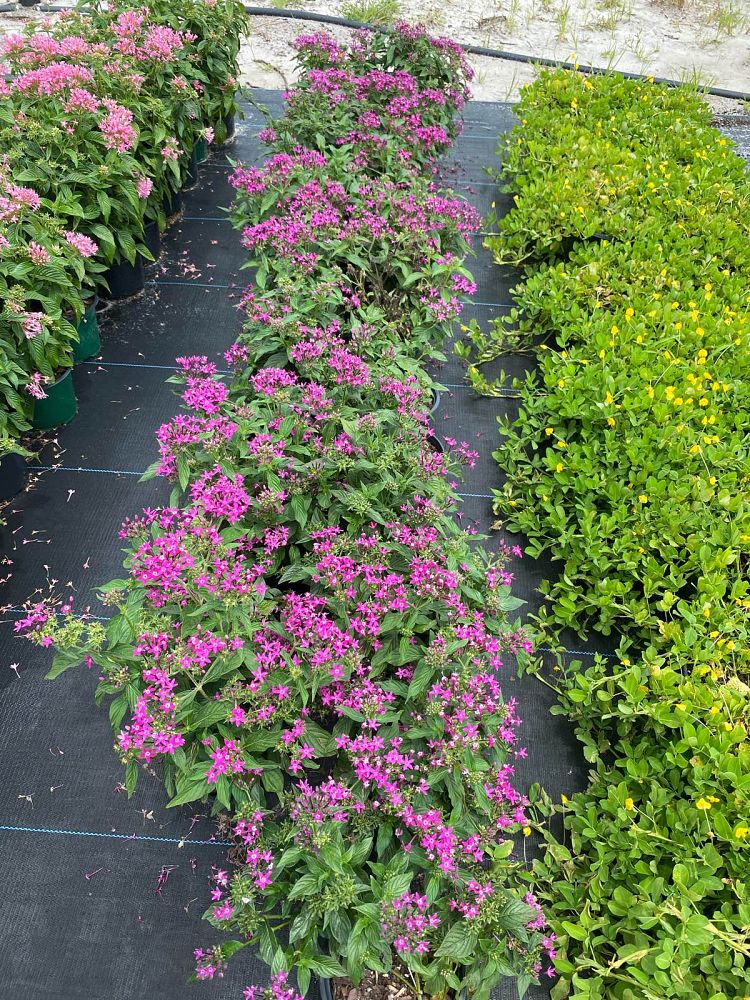 pentas