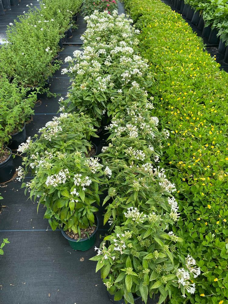 pentas