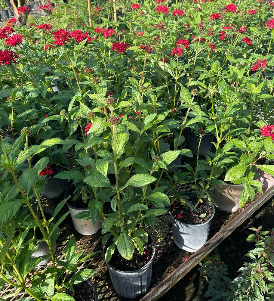 pentas