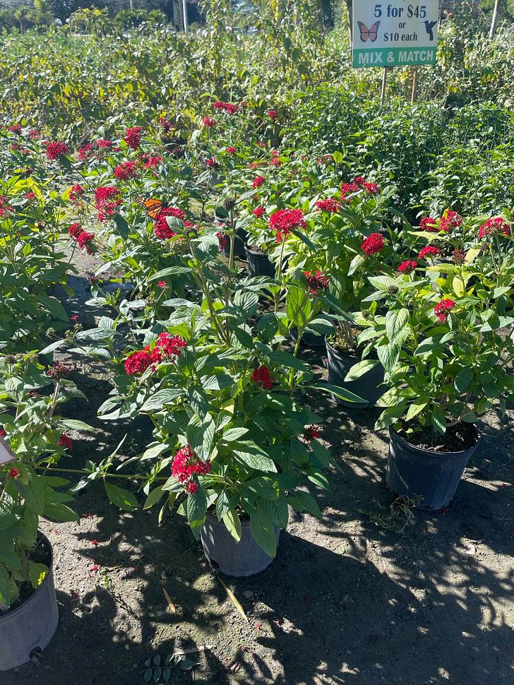 pentas