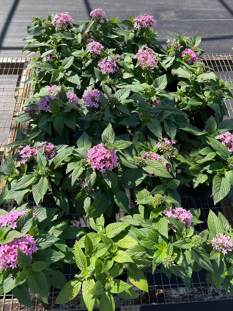 pentas