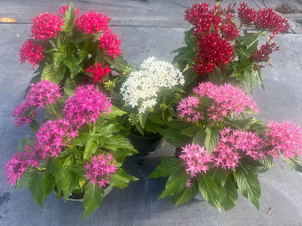 pentas
