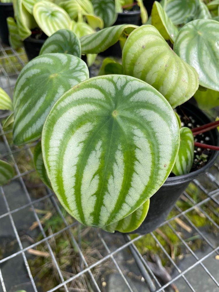 peperomia-argyreia-watermelon-peperomia-watermelon-begonia