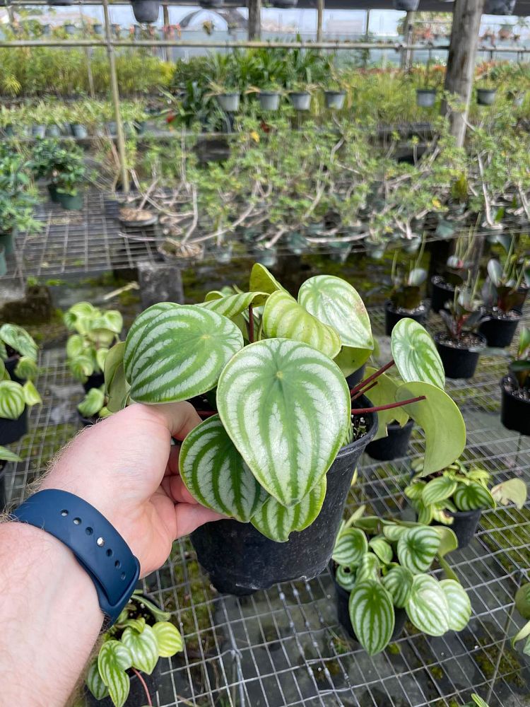 peperomia-argyreia-watermelon-peperomia-watermelon-begonia