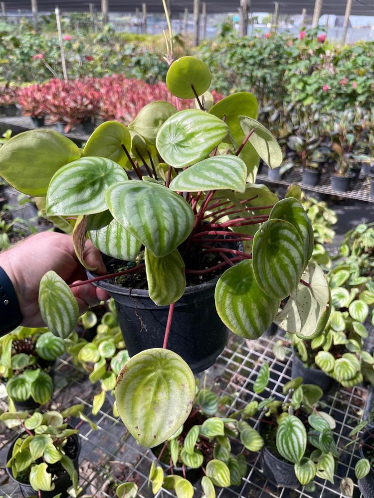 peperomia-argyreia-watermelon-peperomia-watermelon-begonia