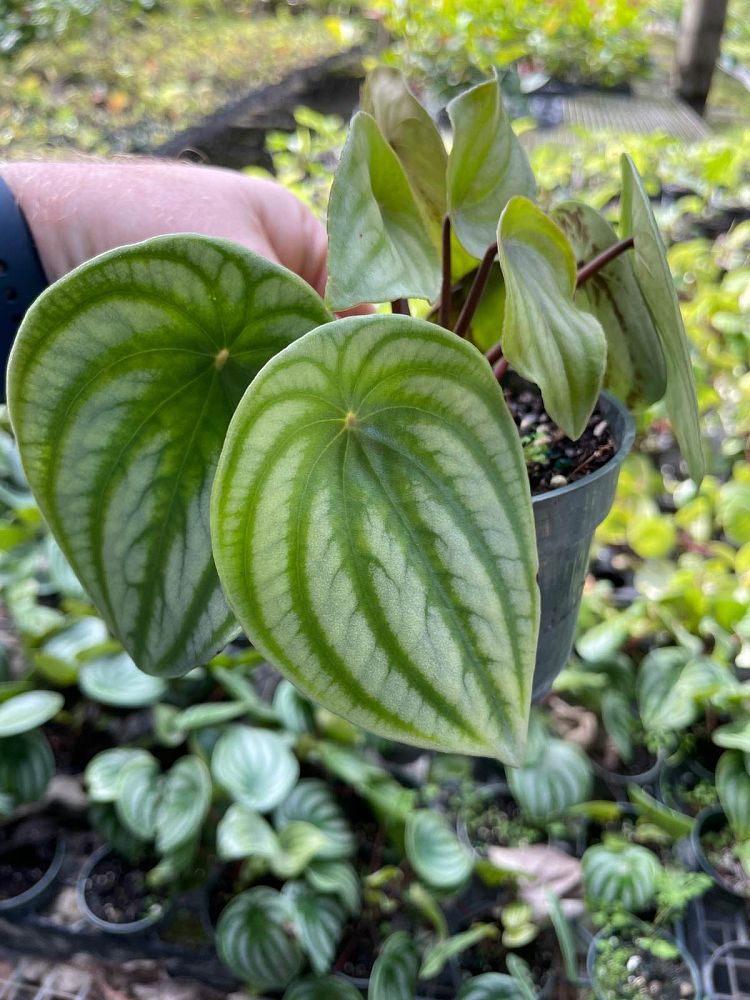 peperomia-argyreia-watermelon-peperomia-watermelon-begonia