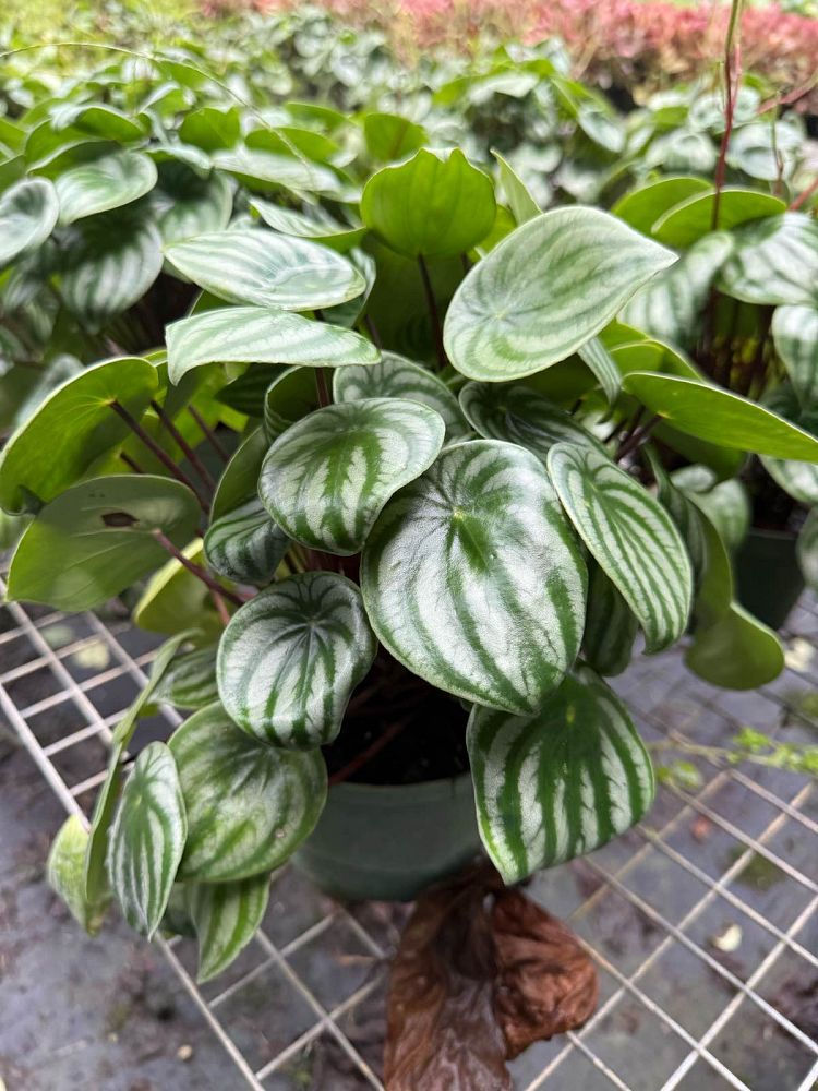 peperomia-argyreia-watermelon-peperomia-watermelon-begonia