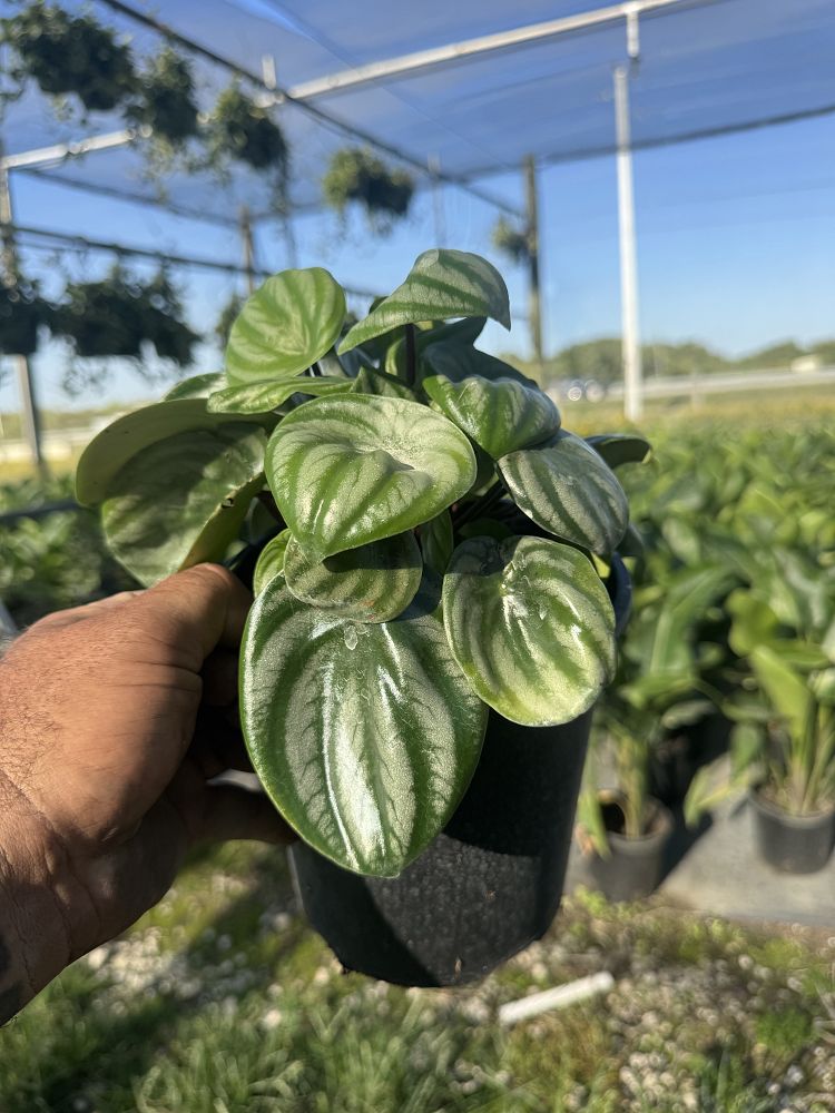 peperomia-argyreia-watermelon-peperomia-watermelon-begonia