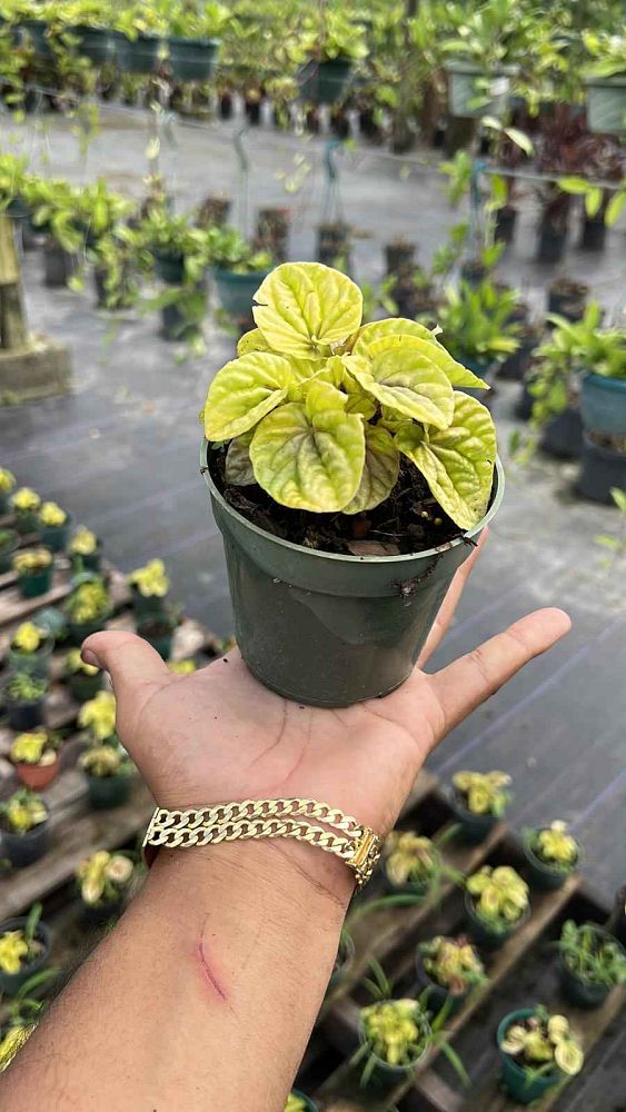peperomia-caperata-quito