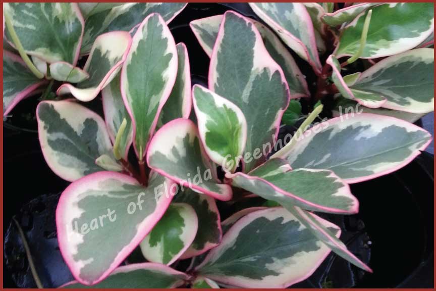 peperomia-clusiifolia-ginny