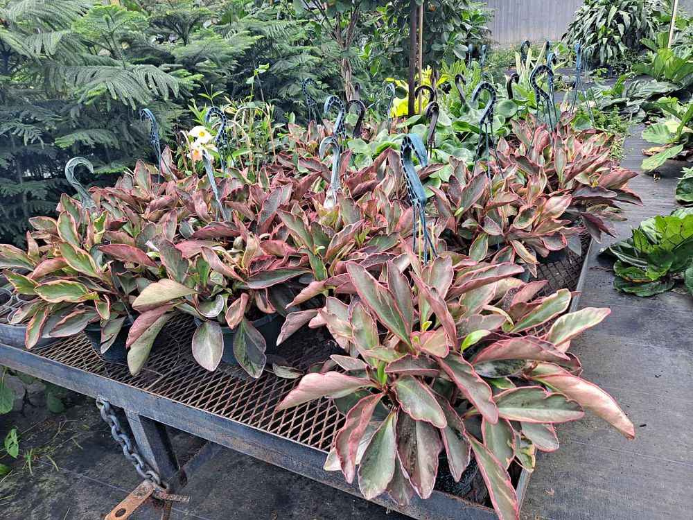 peperomia-clusiifolia-ginny