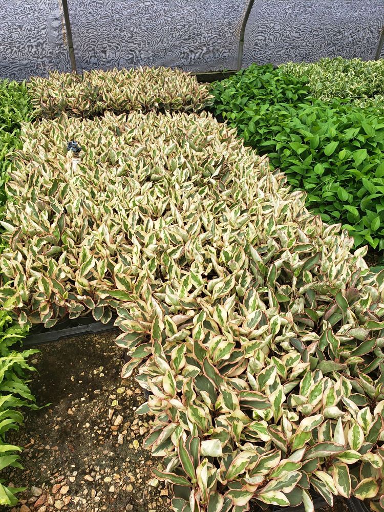 peperomia-clusiifolia-ginny