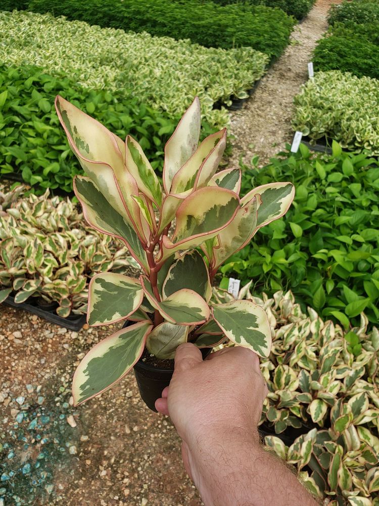 peperomia-clusiifolia-ginny