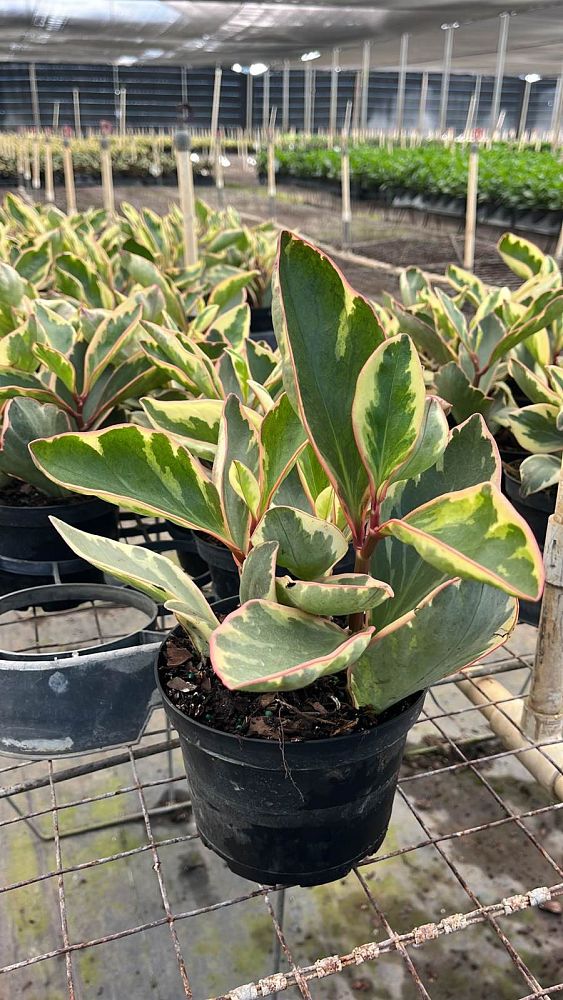 peperomia-clusiifolia-ginny