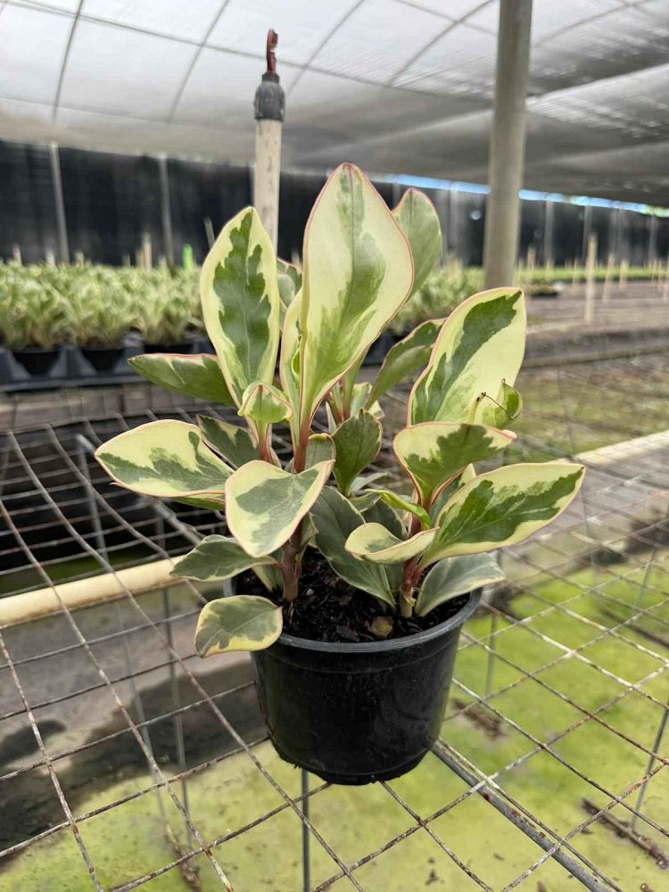 peperomia-clusiifolia-ginny