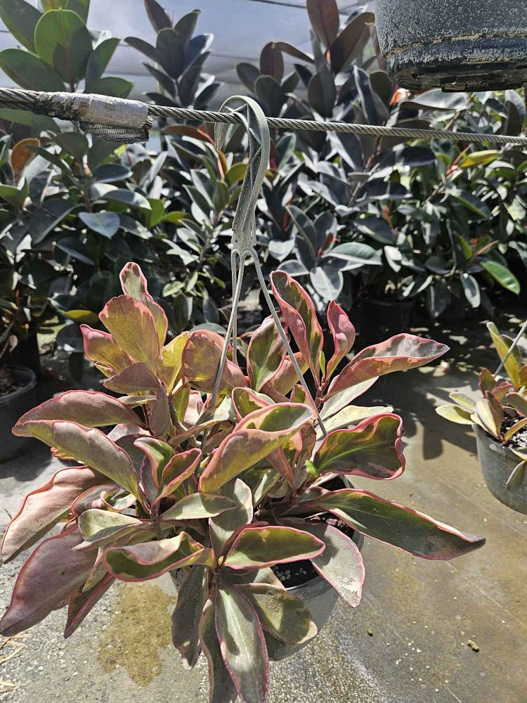 peperomia-clusiifolia-ginny