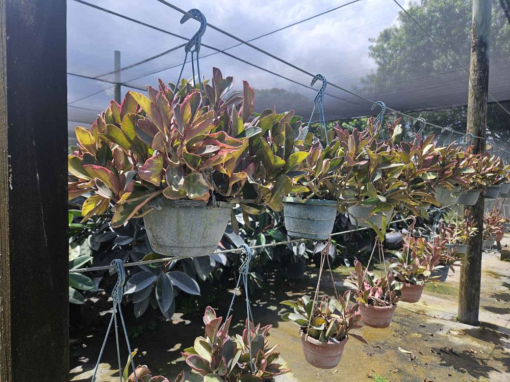 peperomia-clusiifolia-ginny