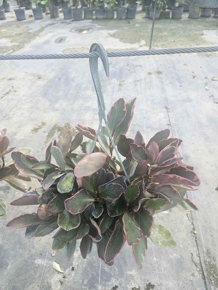 peperomia-clusiifolia-ginny