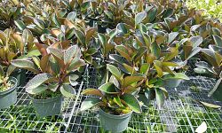peperomia-clusiifolia-red-edge-peperomia