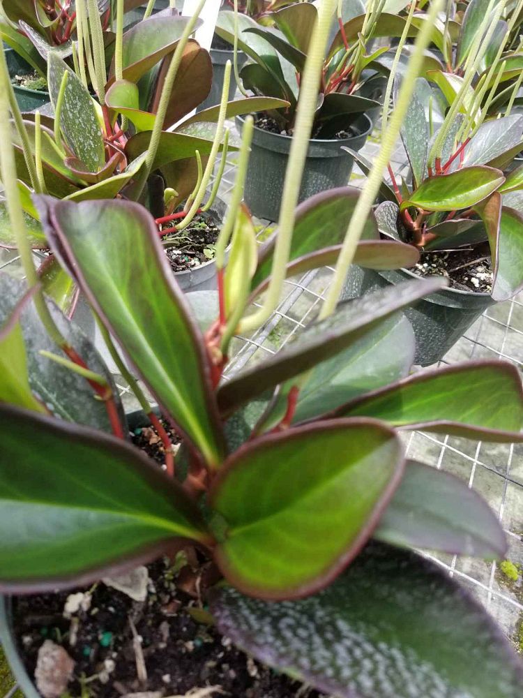 peperomia-clusiifolia-red-edge-peperomia