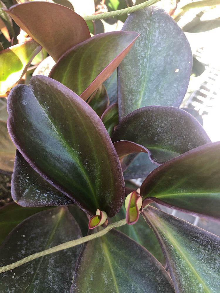 peperomia-clusiifolia-red-edge-peperomia