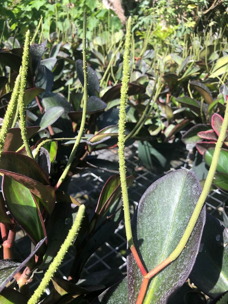 peperomia-clusiifolia-red-edge-peperomia