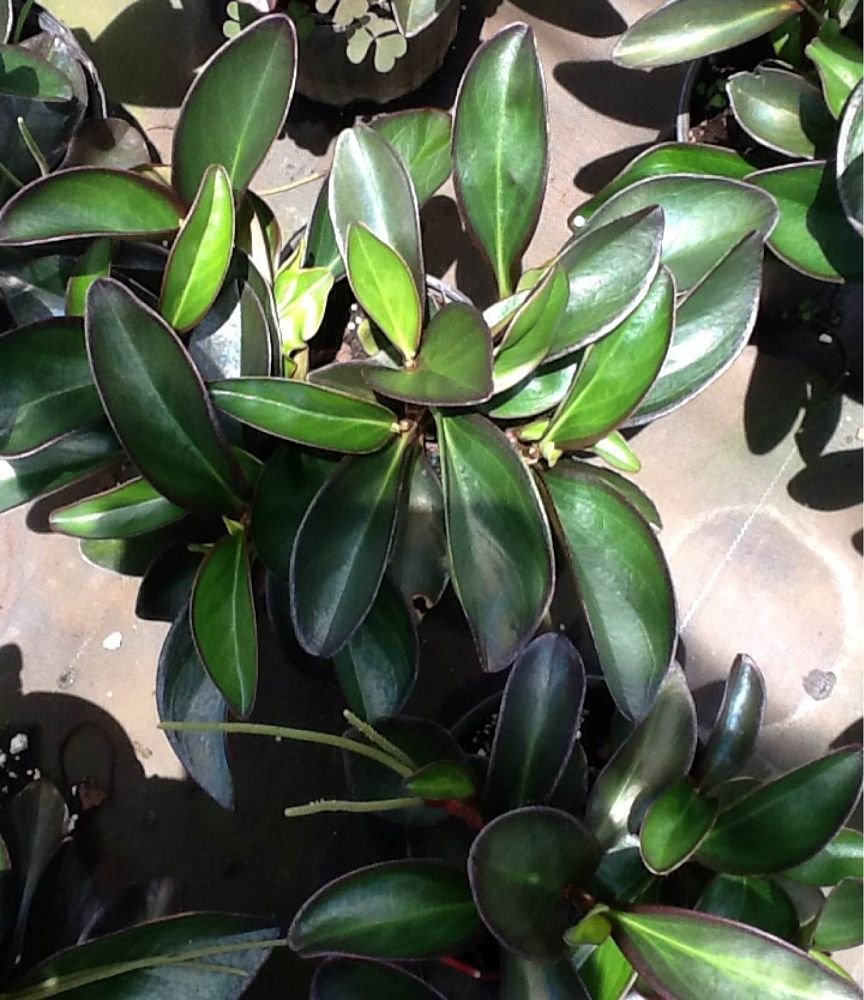 peperomia-clusiifolia-red-edge