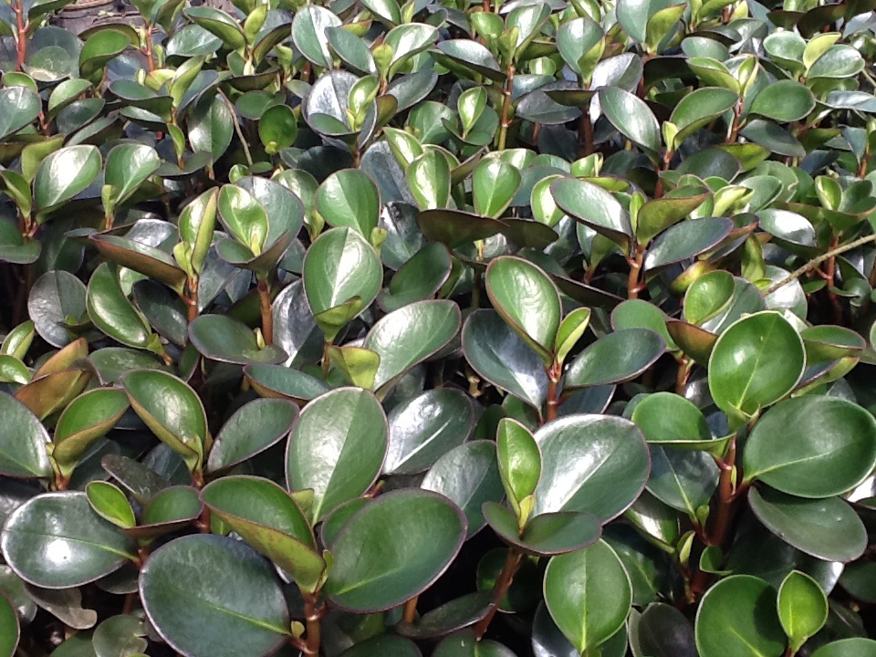 peperomia-clusiifolia-red-edge
